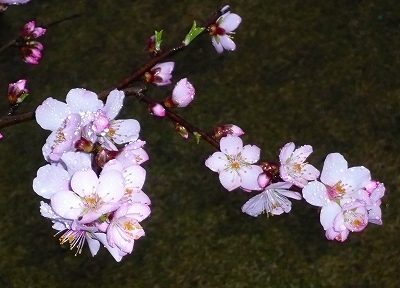 ア－モンドの花