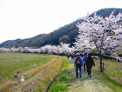 桜