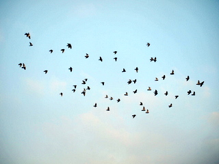 霧の中の鳩　飛び回る