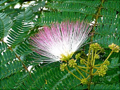 ねむの花-3