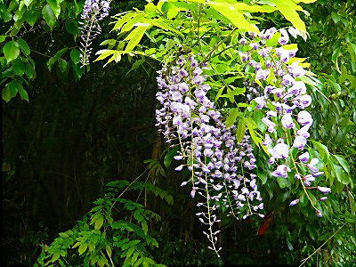 野生の藤の花