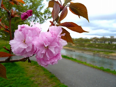 八重桜