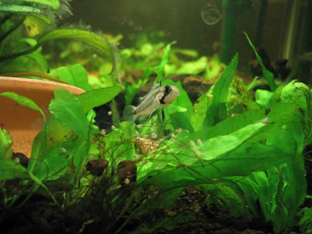 アピストグラマ子育て中