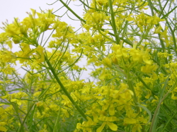 「水」菜の花