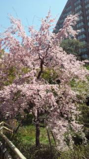 フォーシーズンズ　桜