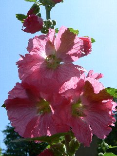 20080601北の丸公園02