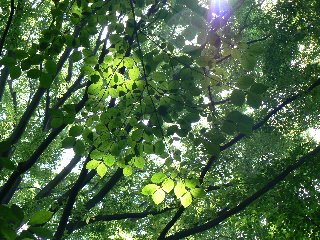 20080601北の丸公園04