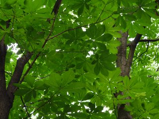 20080601北の丸公園05