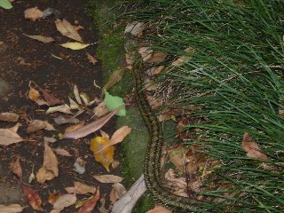 20080601北の丸公園06