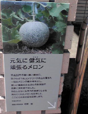 メロンの説明