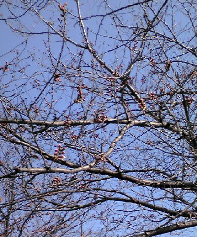 桜一輪