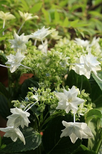 アジサイ（墨田の花火）