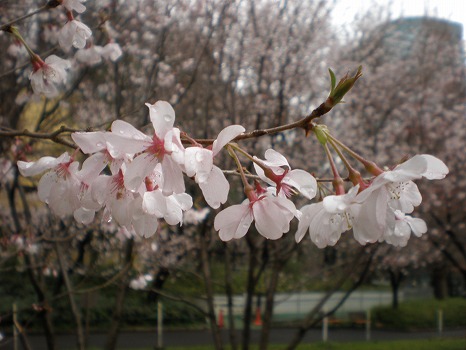 雨桜