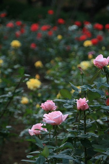 秋の薔薇inYokohama