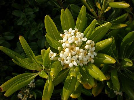 この花は？