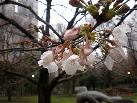 桜とビル