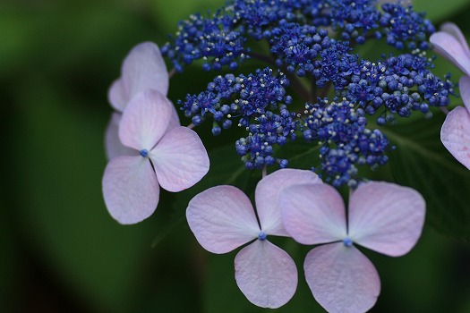 咲いたね、紫陽花