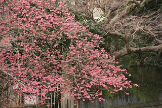 taiwansakura