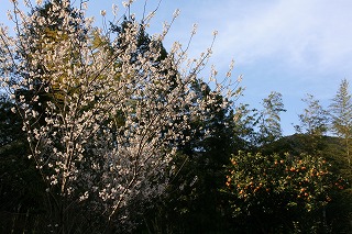 sakura.kankitukei