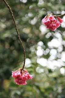 taiwansakura