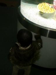 ゆっき、水族館にて熱帯魚みてます
