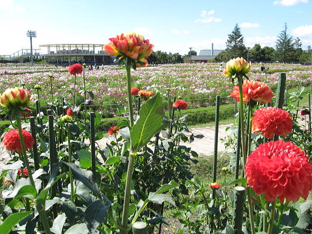 IMG_7246.JPG