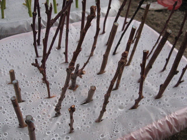 2012 01 15 006.jpg