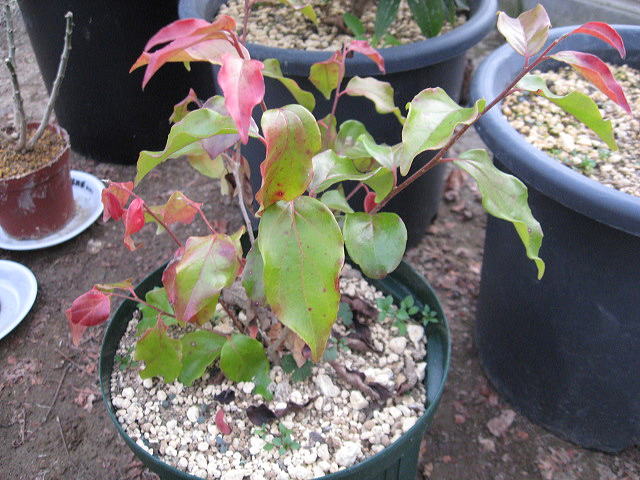2012 01 15 008.jpg