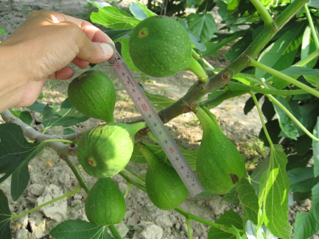 4ページ目の イチジク 日本一の果実栽培をめざして 楽天ブログ