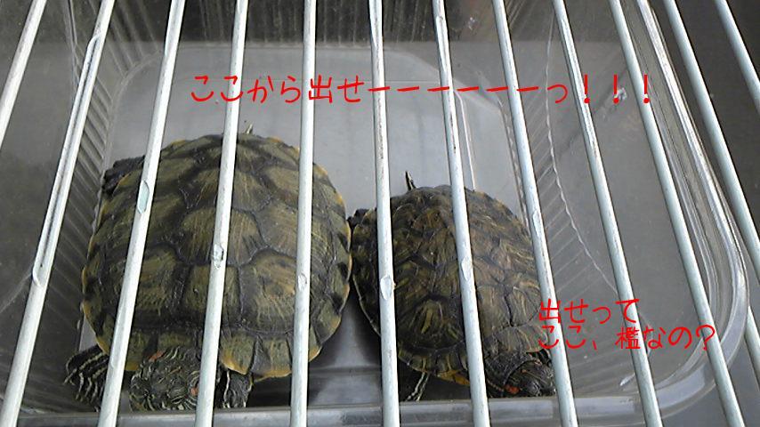 檻？
