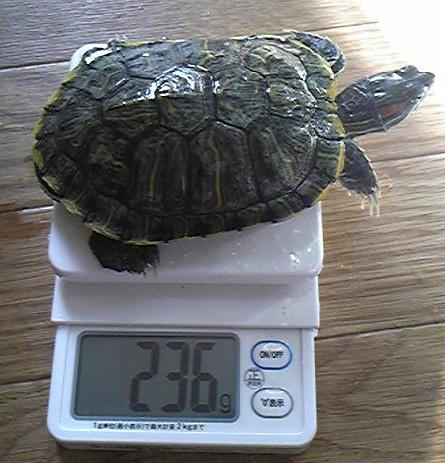 大将の体重