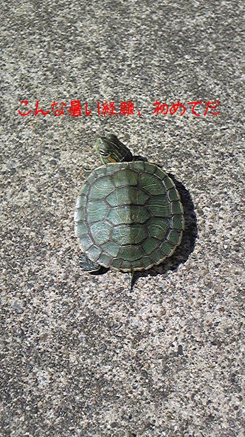 新人君の散歩