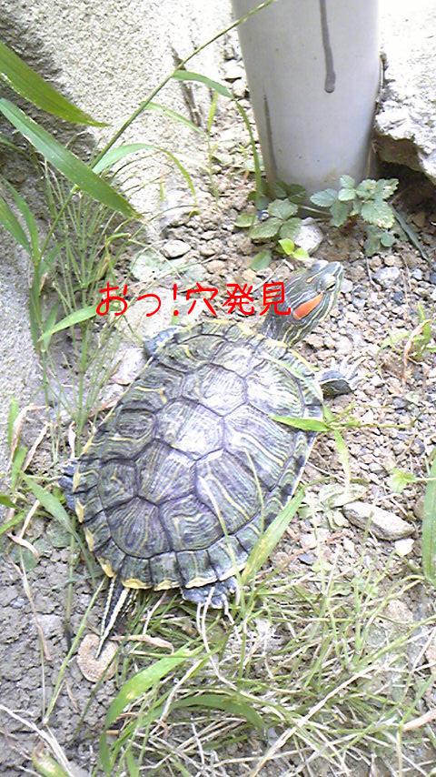 大将の散歩