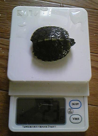 チョロの体重