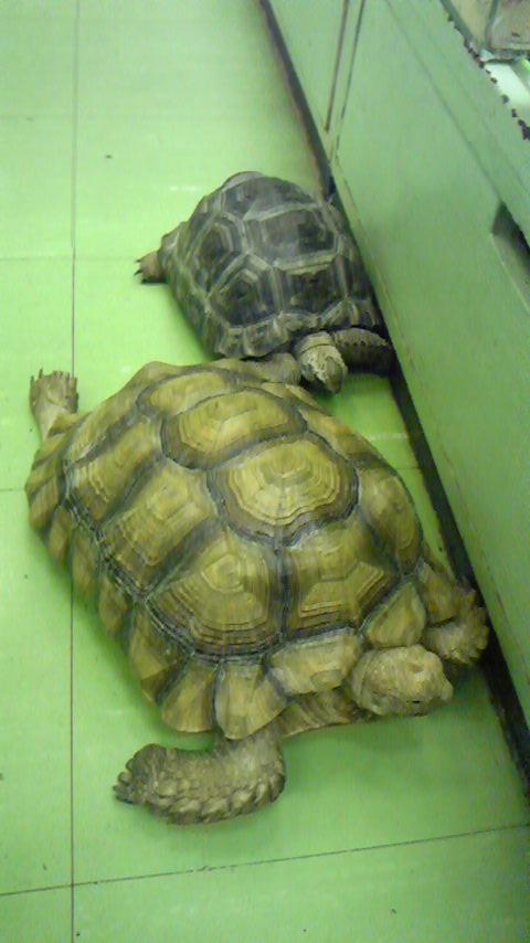 カメさん