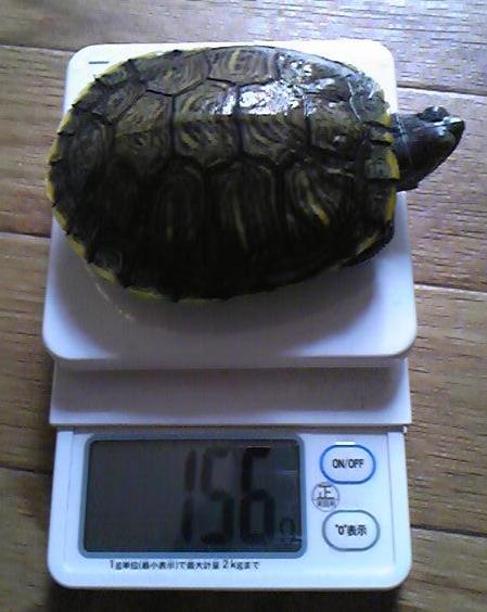 チビ