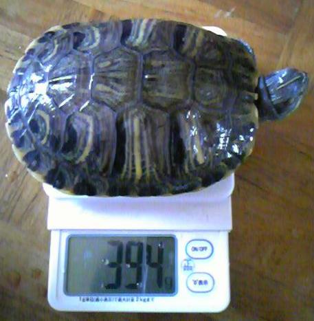 ガメの体重