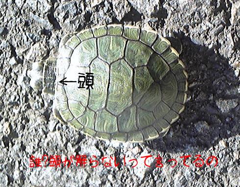 キョロの散歩