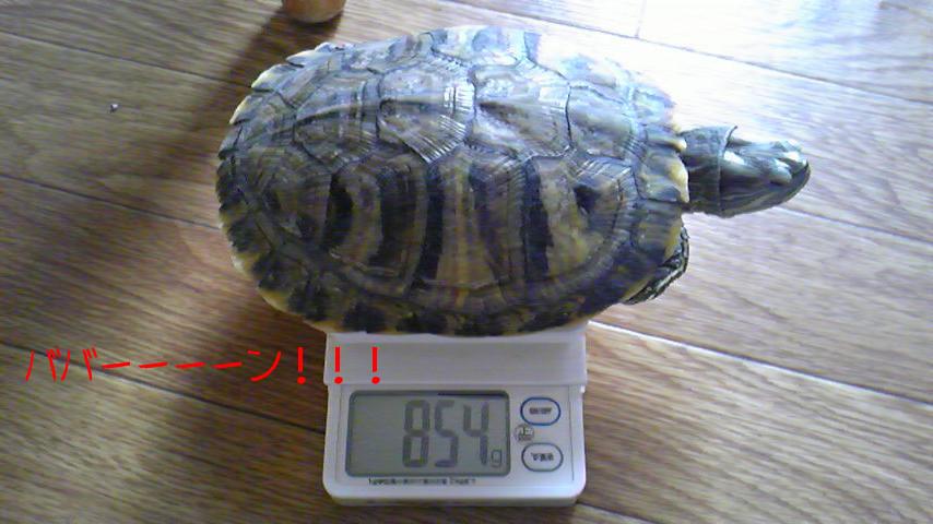 ８５４ｇ