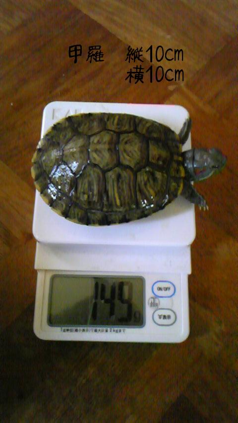 チビの体重