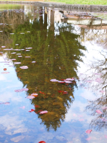 P4240098  池のなか.jpg