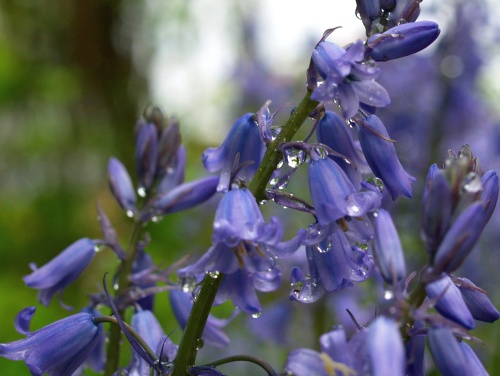 P5292192  紫の花　1.jpg