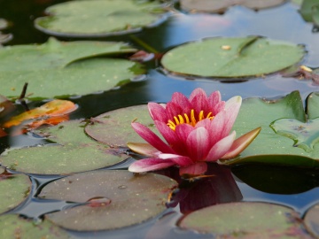 P5250582  スイレン.jpg