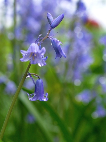 P5292194  紫の花1輪　2.jpg