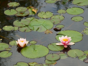 P5250583  スイレン2輪.jpg