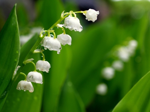 P5292183  雨に濡れたスズラン　.jpg