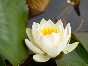 P5250596  スイレン白.jpg