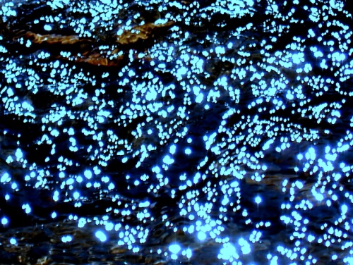 PA11001-1  葉っぱ（青）.jpg