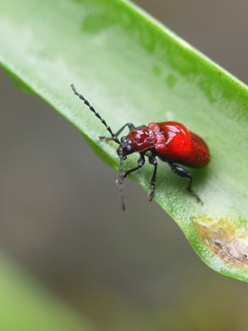 P5292195  赤い虫　.jpg