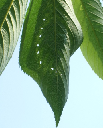 039  北斗七星.jpg